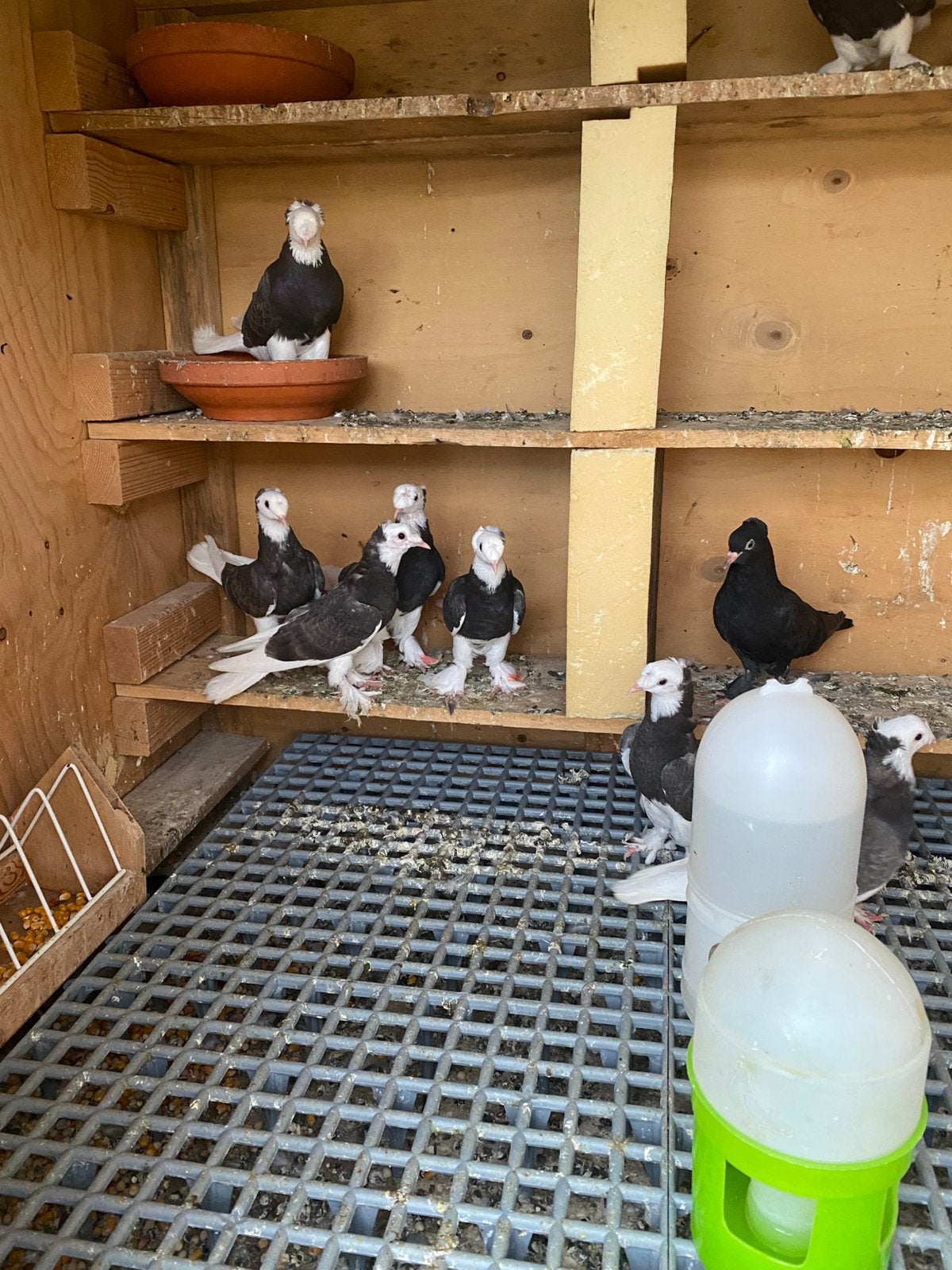 Super takla ala orjinal, Dieren en Toebehoren