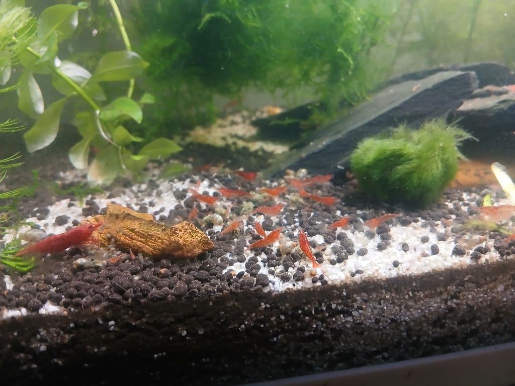 Crevette Neocardina red cherry