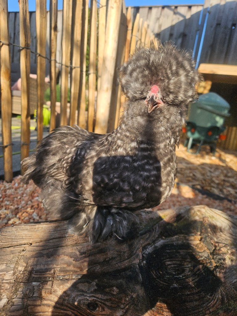 zijdehoen hanen, Dieren en Toebehoren, Pluimvee, Mannelijk, Kip