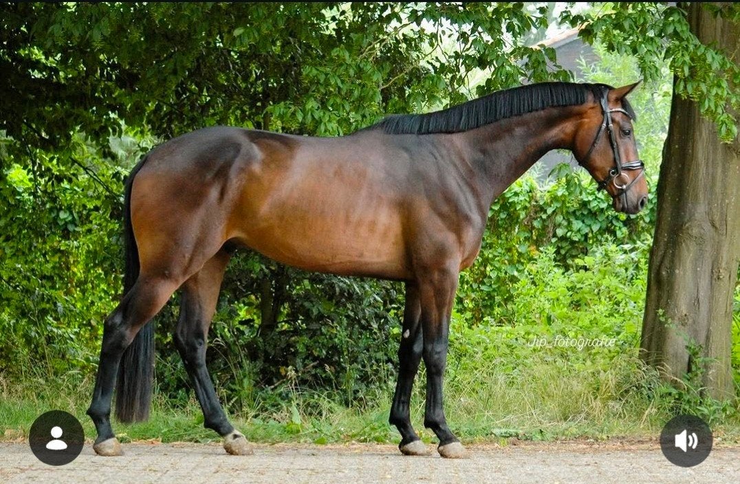 Hitmaker x Johnson ruin, Dieren en Toebehoren, Paarden, Ruin, Dressuurpaard, Zadelmak, 3 tot 6 jaar