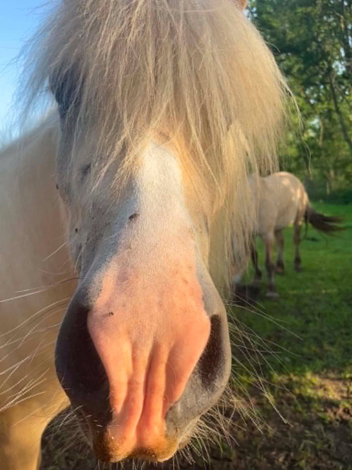 Ijslander, Dieren en Toebehoren, Paarden, Merrie, Zadelmak, 3 tot 6 jaar, Met stamboom, Gechipt, Ontwormd