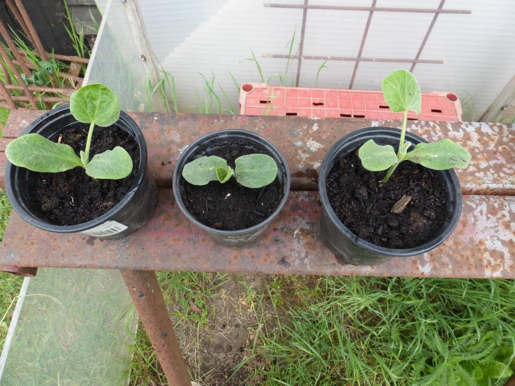BUTTERNUT POMPOENPLANTEN, Jardin & Terrasse, Plantes | Jardin, Automne, Annuelle, Plein soleil, Enlèvement