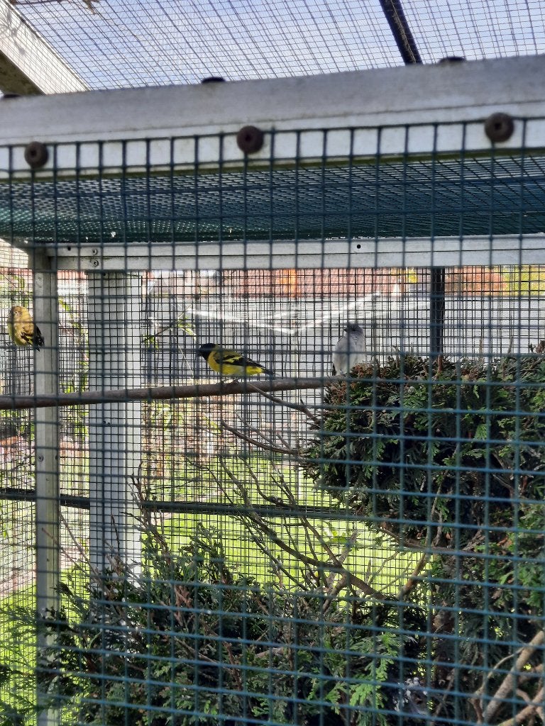 Vogels, Dieren en Toebehoren, Geringd