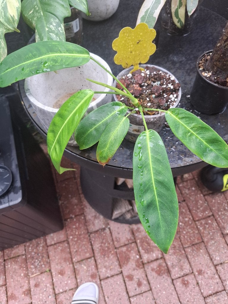 Philodendron patriciae, Enlèvement