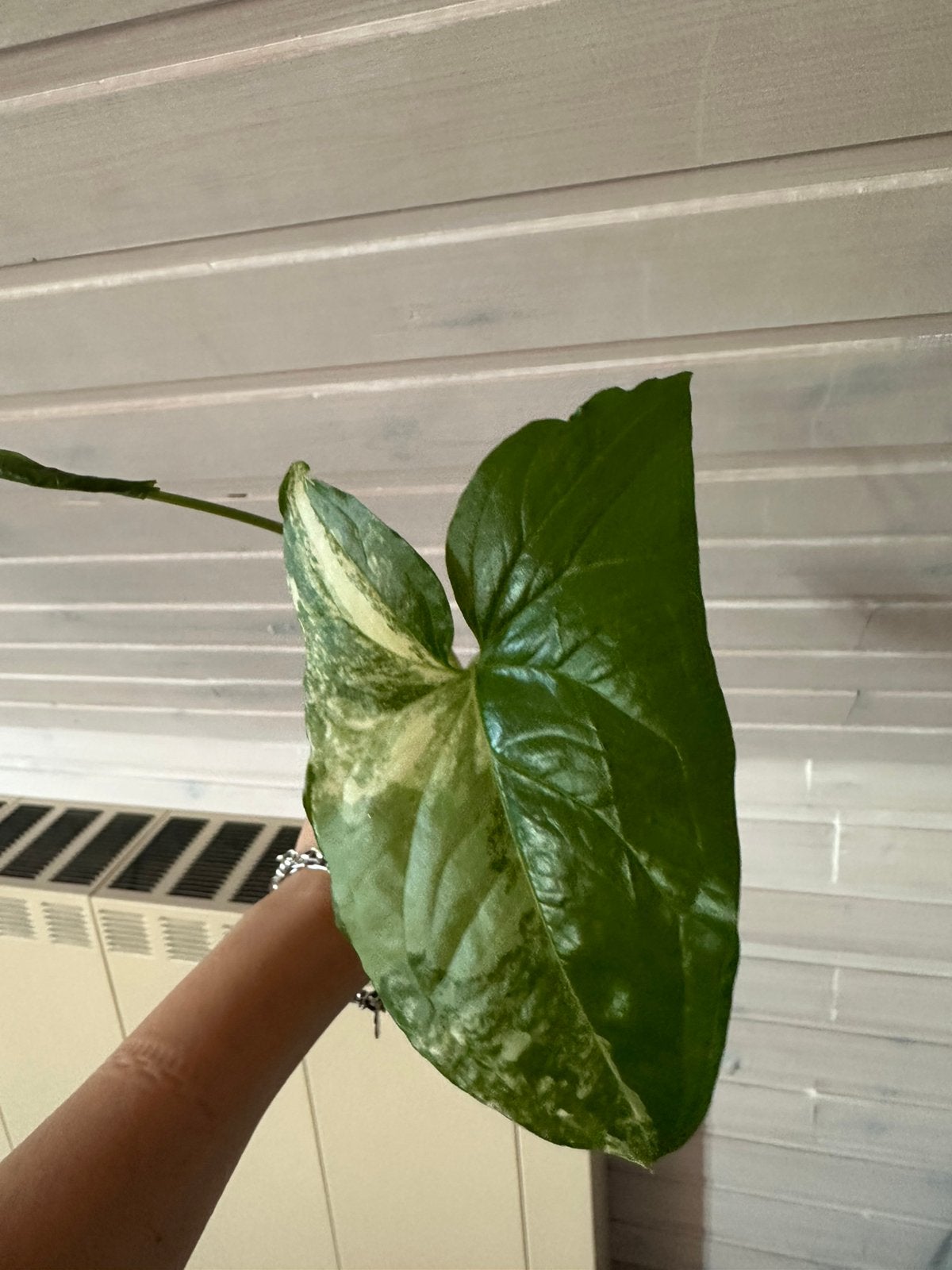 Syngini variegata stekje, Huis en Inrichting, Kamerplanten, Ophalen of Verzenden