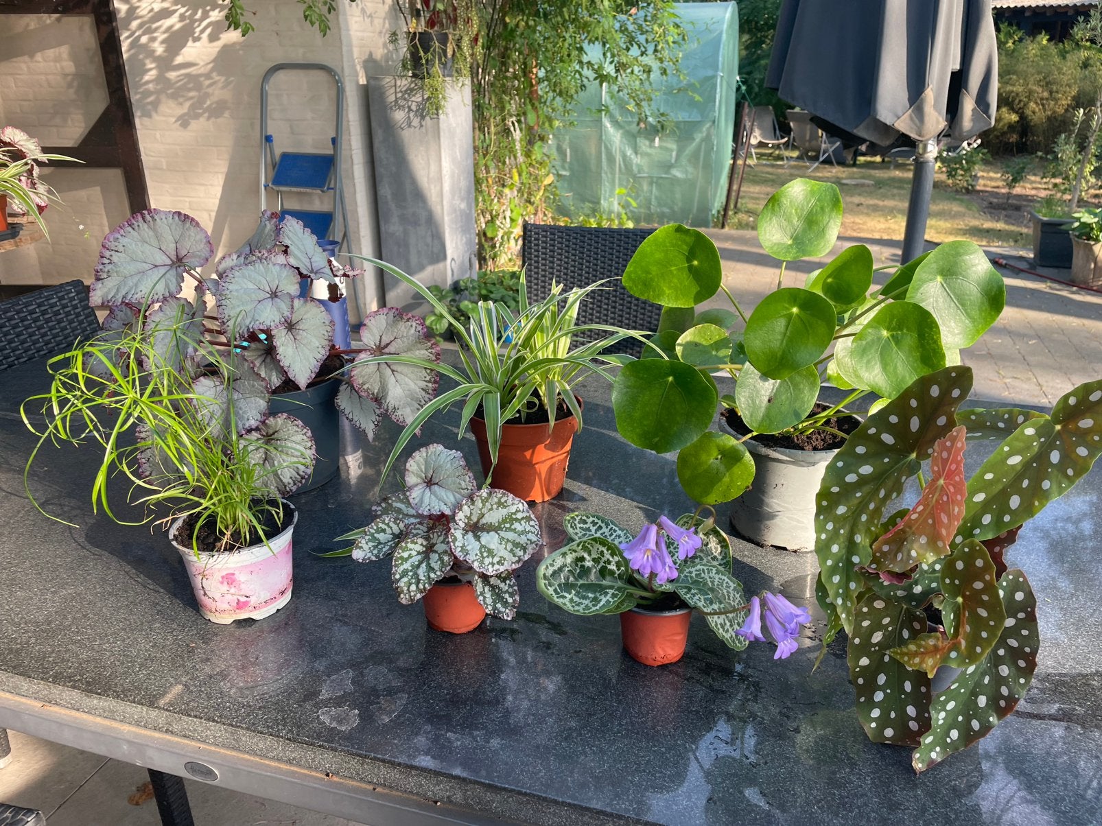 Plantes d'intérieur, Maison & Meubles, Plantes d'intérieur, Enlèvement