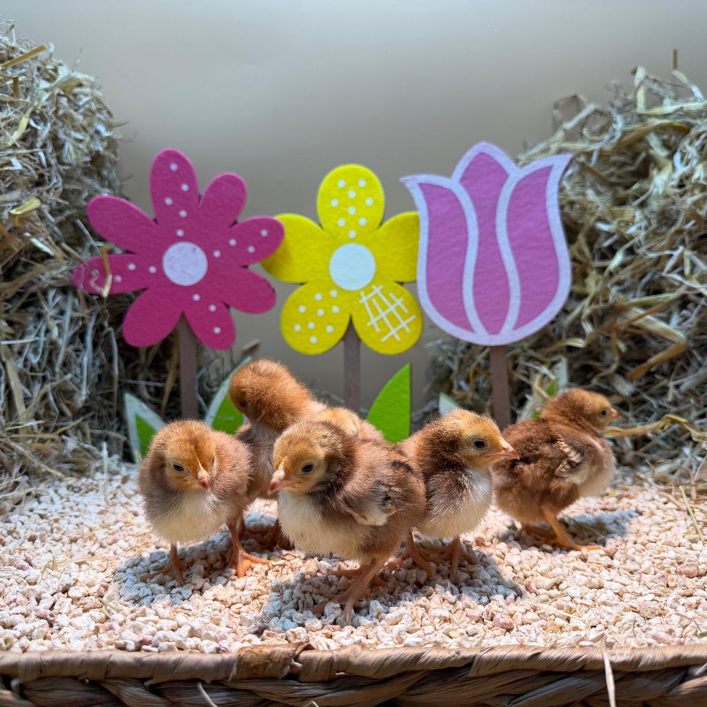 Tamme Rhode Island Red kriel kuikens gesekst & ingeënt, Femelle, Poule ou poulet