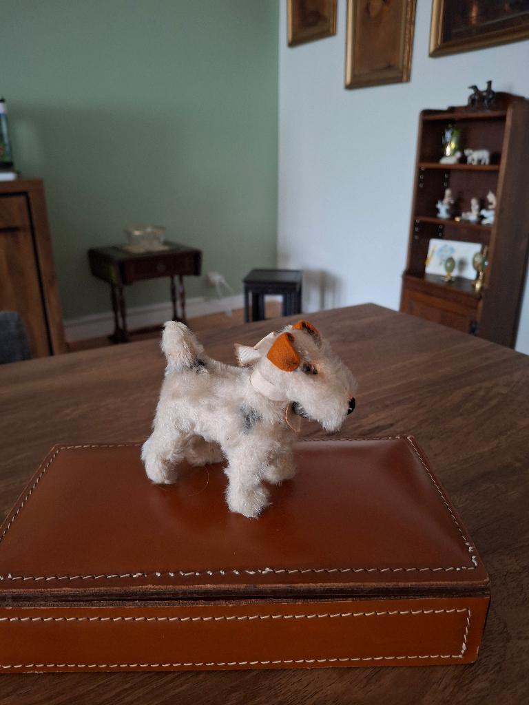 Foxy steiff fox terriër, Ophalen, Gebruikt, Dier