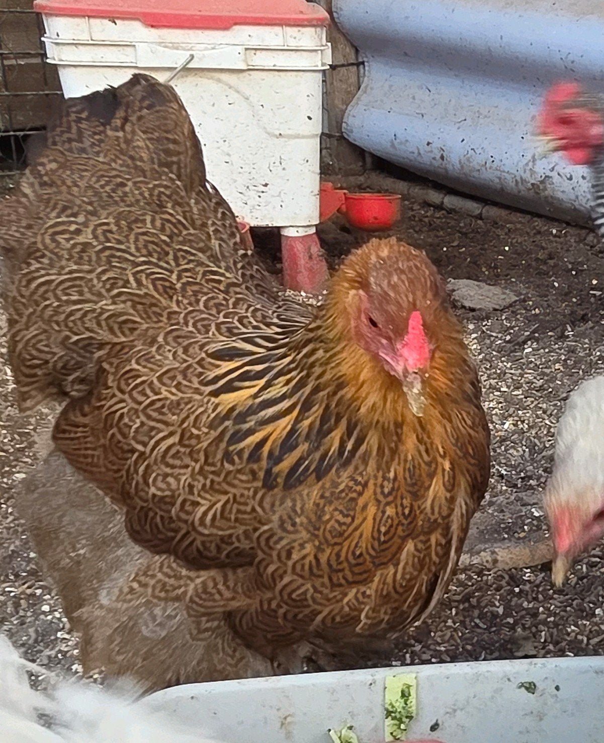 brahma kriel (kleine versie) goudzwartgezoomd, Dieren en Toebehoren