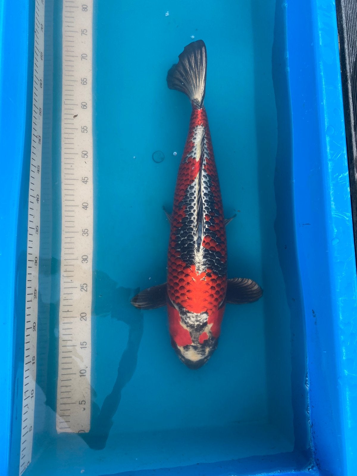 Japanse koi Kujaku 55cm, Karper of Koi