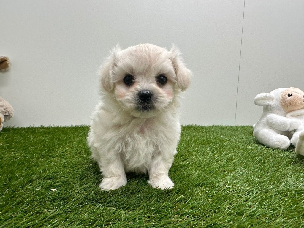Nestje Maltezer pups