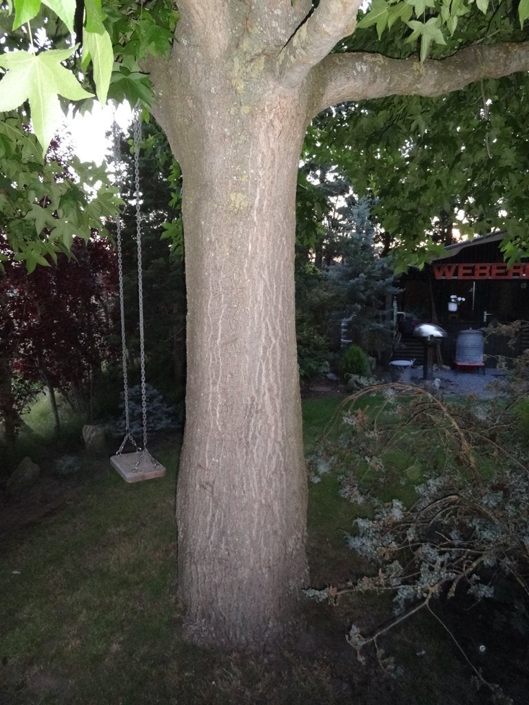 2 Stammen en spillen van Amberboom, Neuf, 50 mm ou plus, 250 à 300 cm, Autres essences de bois