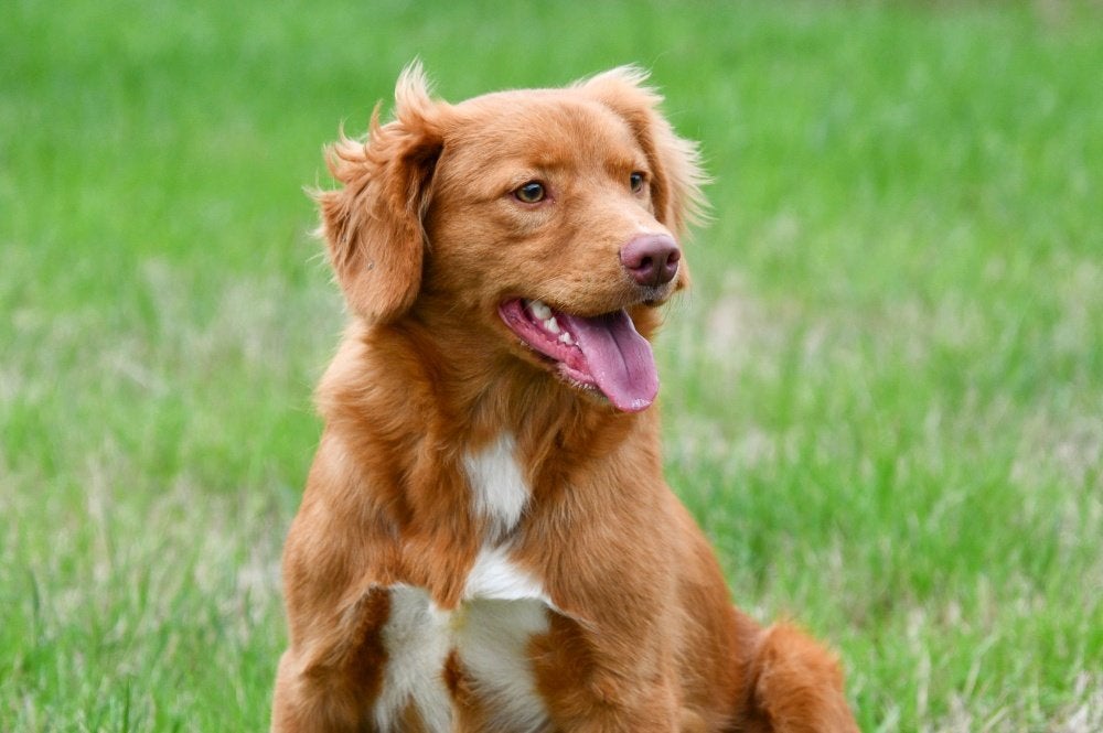 Étalon - Retriever de la Nouvelle Écosse, Animaux & Accessoires, 1 à 2 ans, Maladie de Carré (chiens), Chien (mâle), Éleveur | Professionnel
