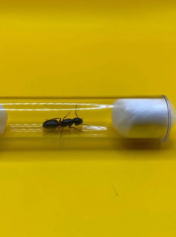 Camponotus Herculeanus mierenkoningin met broed, Dieren en Toebehoren, Insecten en Spinnen, Mieren