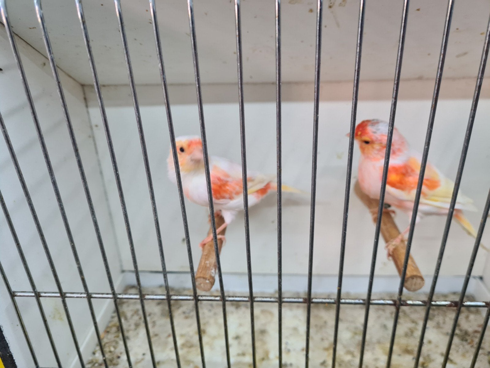Canaries, Animaux & Accessoires