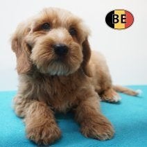 Mooie Cockapoo pups te koop, België, CDV (hondenziekte), 8 tot 15 weken, Meerdere