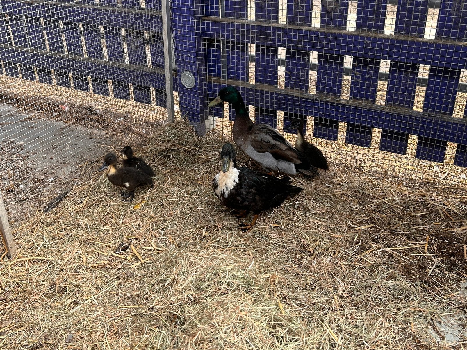 Koppel smaragd eenden met 3 jongen, Dieren en Toebehoren, Pluimvee, Meerdere dieren, Eend