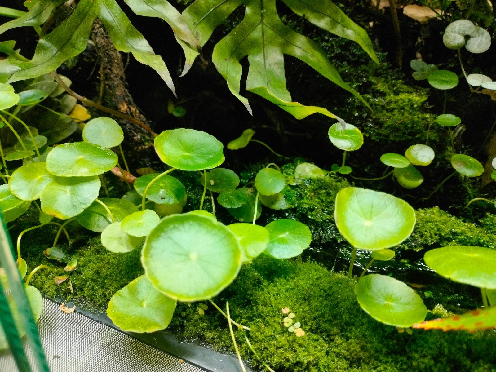 Waternavel Hydrocotyle, Dieren en Toebehoren, Ophalen