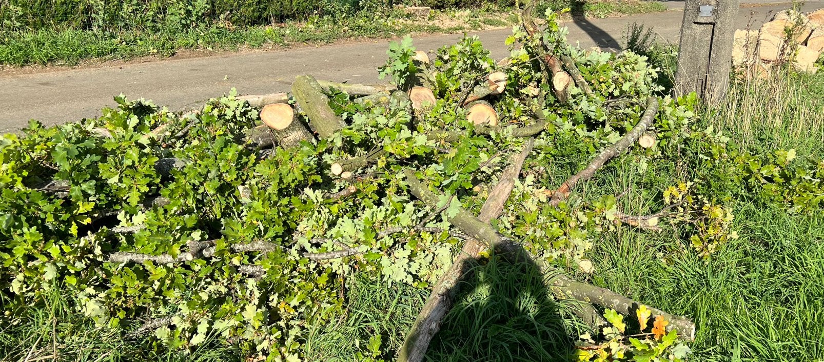 Bois de chêne « sur une tige », 3 à 6 m³, Enlèvement, Chêne, Bûches