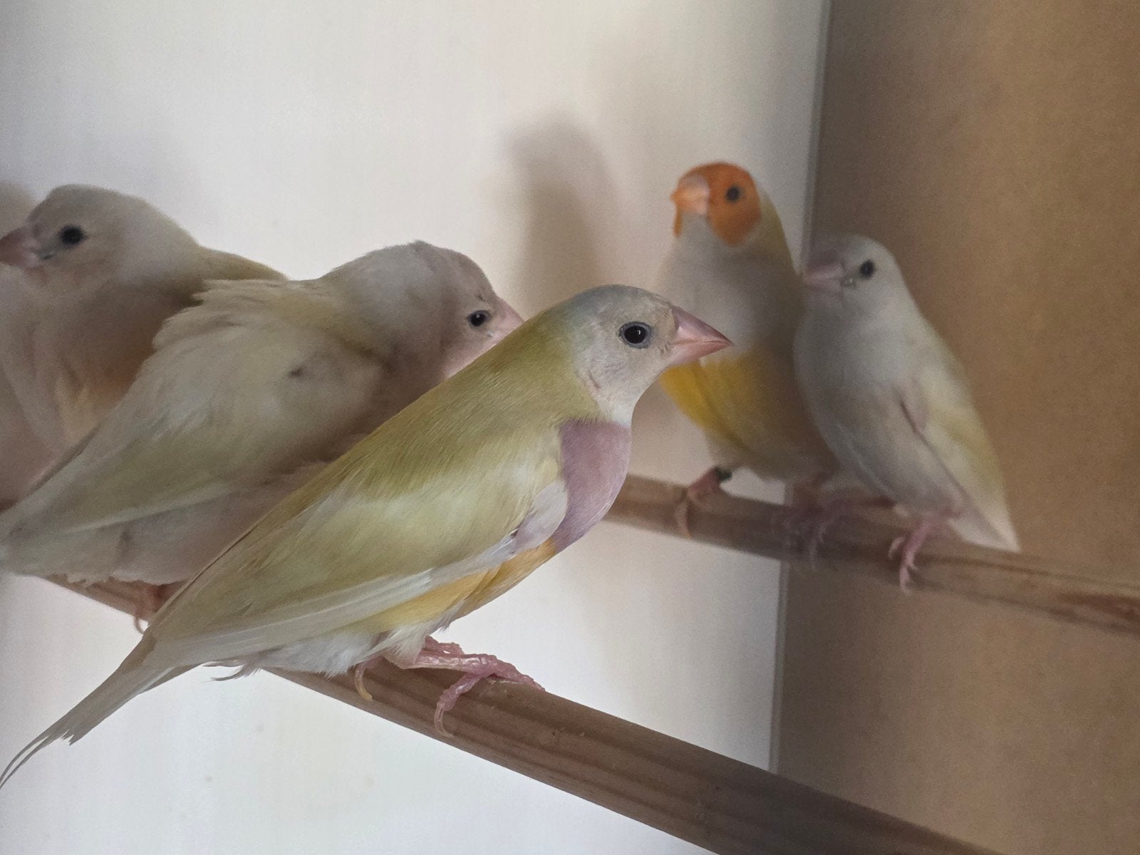 bewezen koppel Gouldamadines met jongen
