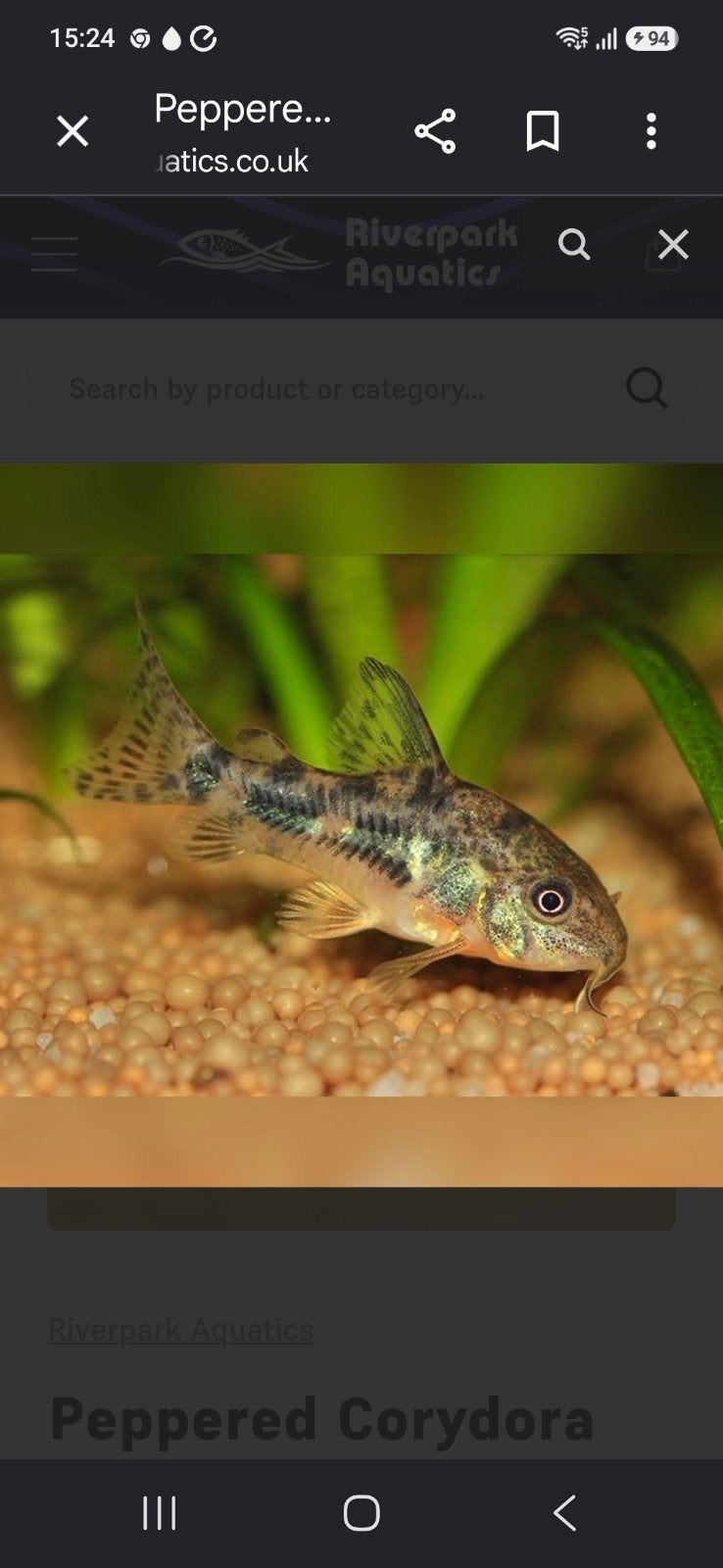 corydoras venezuela orange. albino en paleatus, Dieren en Toebehoren
