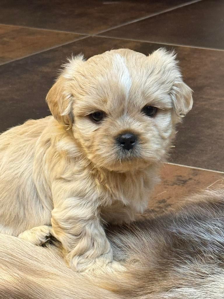 Lhasa apso pups, Dieren en Toebehoren, Parvo, België, 8 tot 15 weken, Eén hond
