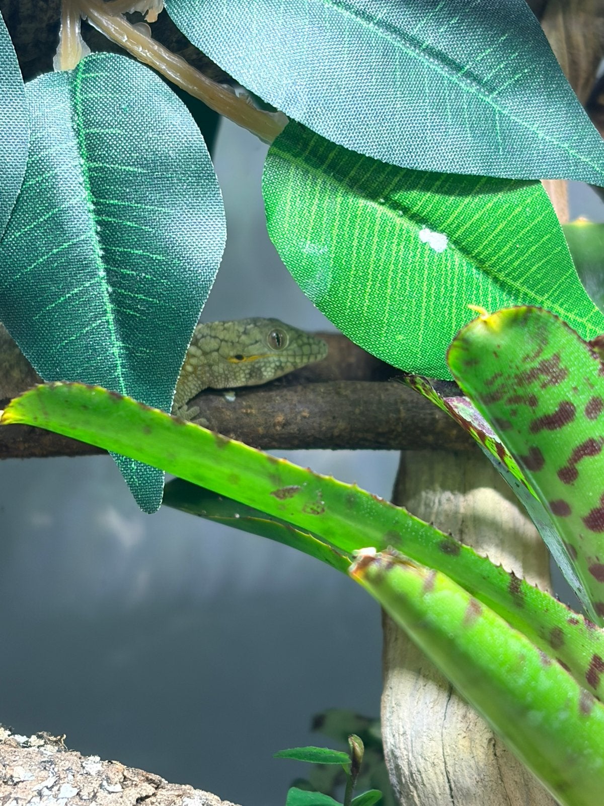Koppeltje kameleongekko’s + bioactief terrarium, Dieren en Toebehoren, Overige soorten, Met terrarium, 0 tot 2 jaar
