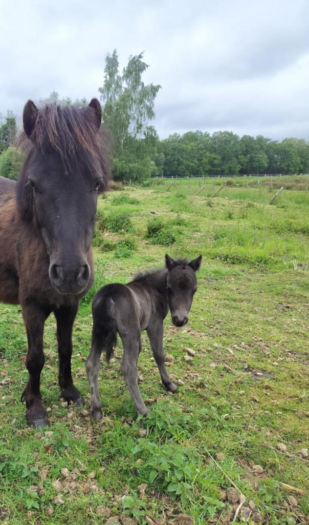 Shetlander merrie met veulen, Dieren en Toebehoren, Merrie, A pony (tot 1.17m), Recreatiepony, Gechipt