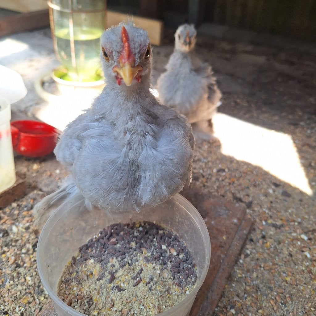 Cochin krielen, Plusieurs animaux, Poule ou poulet