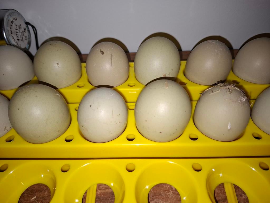 Broedeieren groenlegger x welsummer, Ophalen