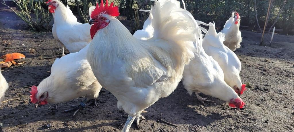 Broedeieren Poule de Bresse, Dieren en Toebehoren, Pluimvee