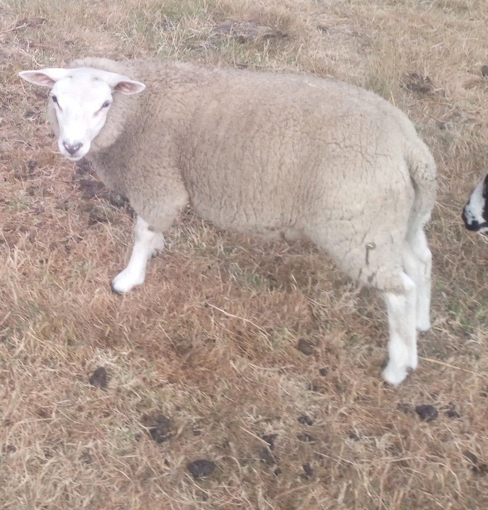 2 witte ram schapen, Mâle, Mouton, 0 à 2 ans