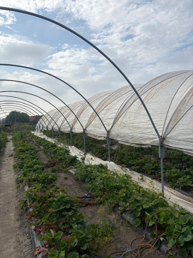 Serres, Zakelijke goederen, Landbouw | Werktuigen, Ophalen, Vollegrondsgroente, Gewasbescherming en Bemesting