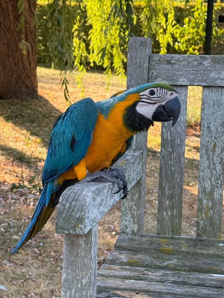 Super tamme blauw gele ara’s, Meerdere dieren, Papegaai, Tam