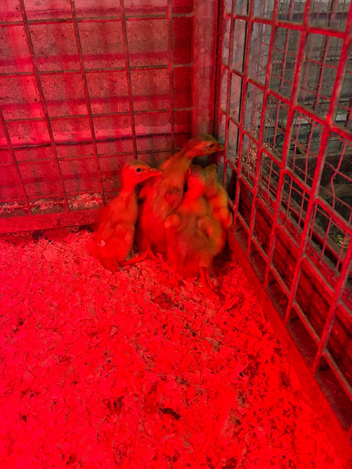 Nestje van 8 loopeendjes, Dieren en Toebehoren