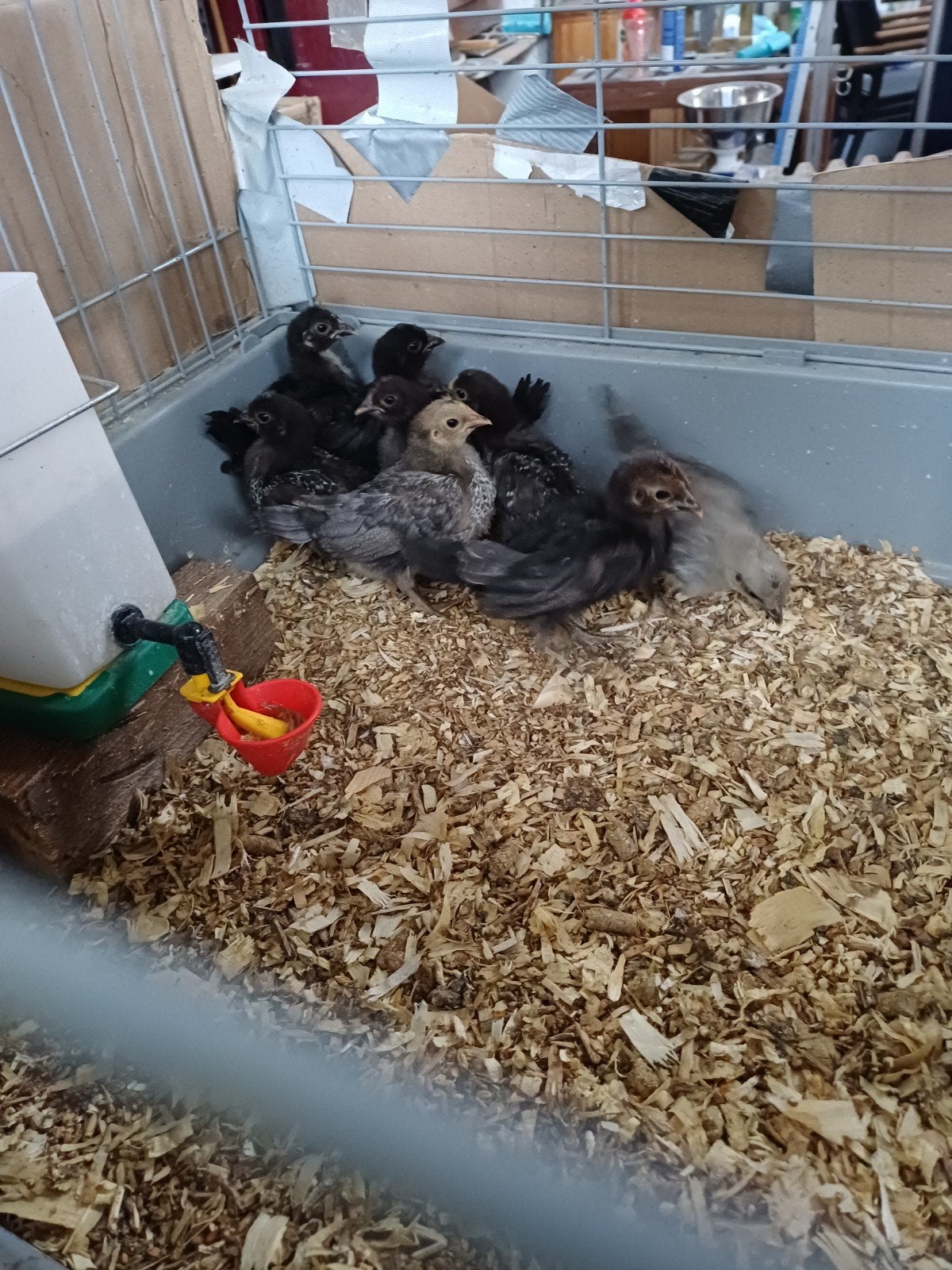 serama kuikens, Dieren en Toebehoren