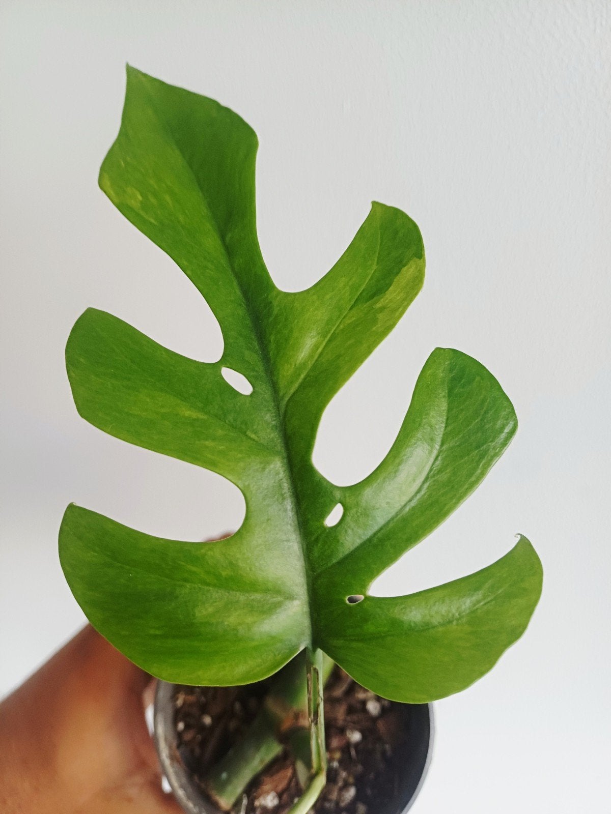 Rhaphidophora Tetrasperma Mint variegata, Huis en Inrichting, Kamerplanten, Overige soorten, In pot, Minder dan 100 cm, Groene kamerplant