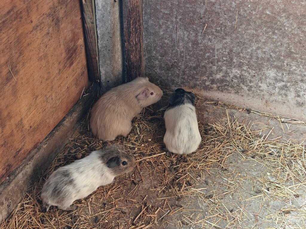 Cavia Man, Dieren en Toebehoren, Maart, Mannelijk, Cavia