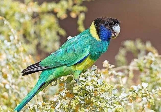 Koppel port lincoln, Dieren en Toebehoren, Vogels | Parkieten en Papegaaien