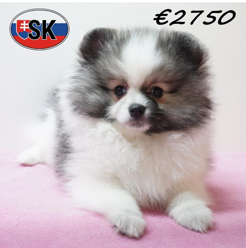 Schattige Dwergkees pups te koop, Dieren en Toebehoren, Honden | Poolhonden, Keeshonden en Oertypen, Keeshond, 15 weken tot 1 jaar