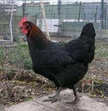 broedeieren marans en olijfleggers, Dieren en Toebehoren, Pluimvee, Vrouwelijk, Kip