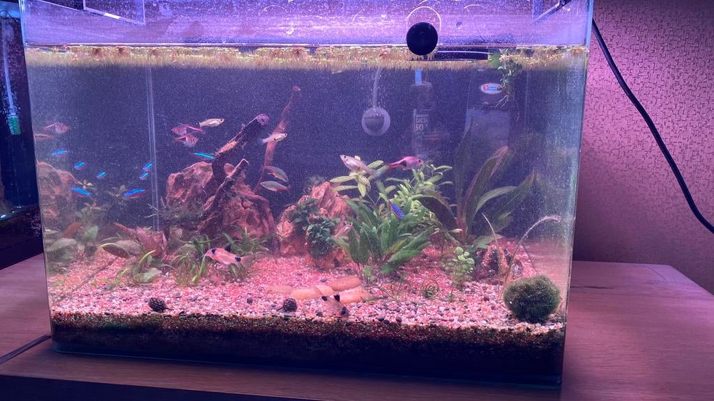 Aquarium met vissen, Ophalen, Gevuld zoetwateraquarium, Zo goed als nieuw, Inclusief vissen