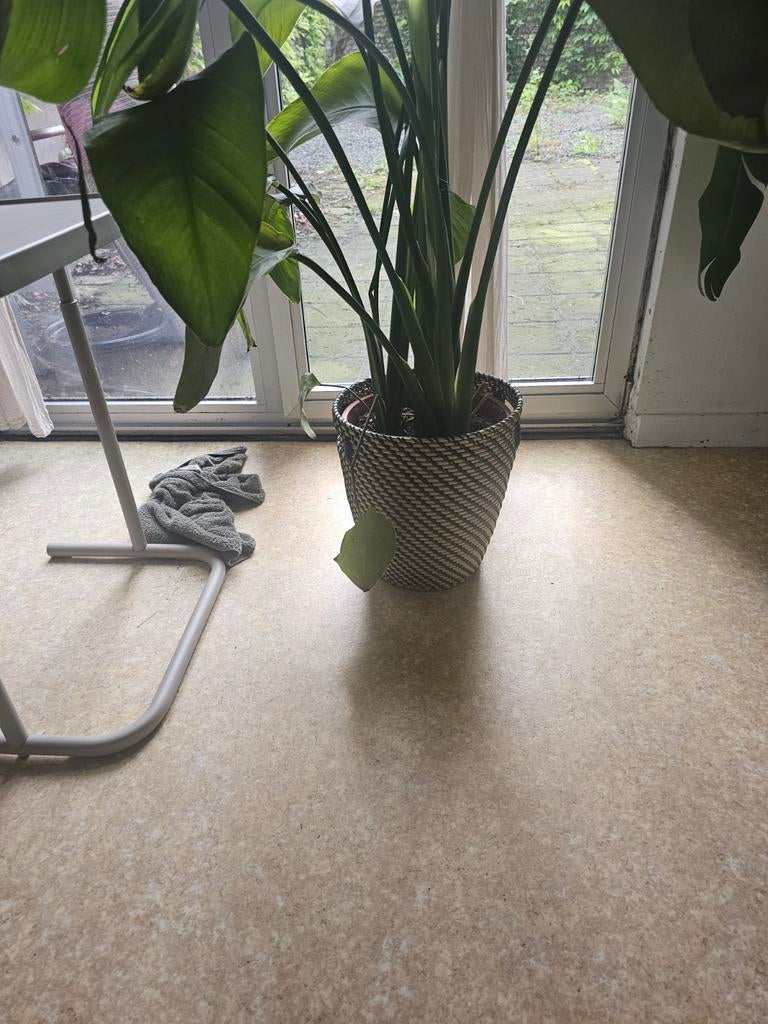 Strelitzia plant van ikea, Ophalen
