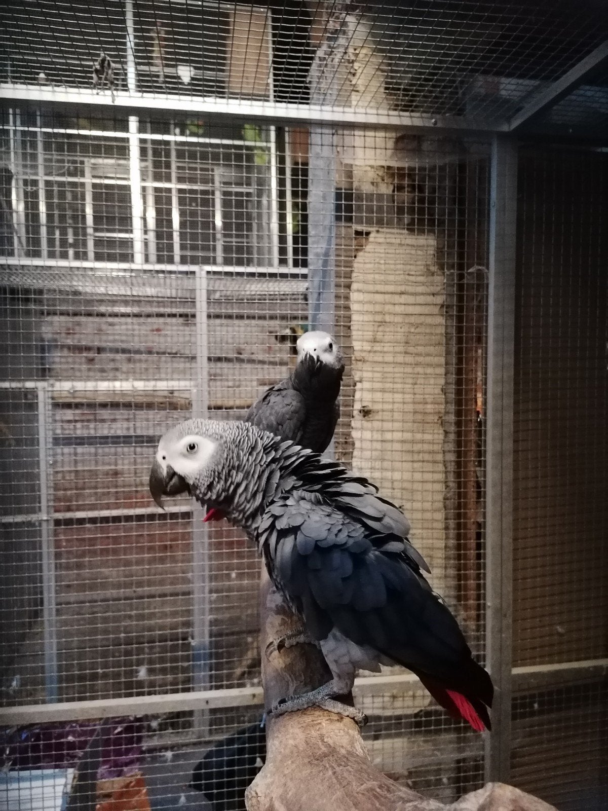 Prachtig koppel grijze roodstaarten, Dieren en Toebehoren, Meerdere dieren, Papegaai, Geringd