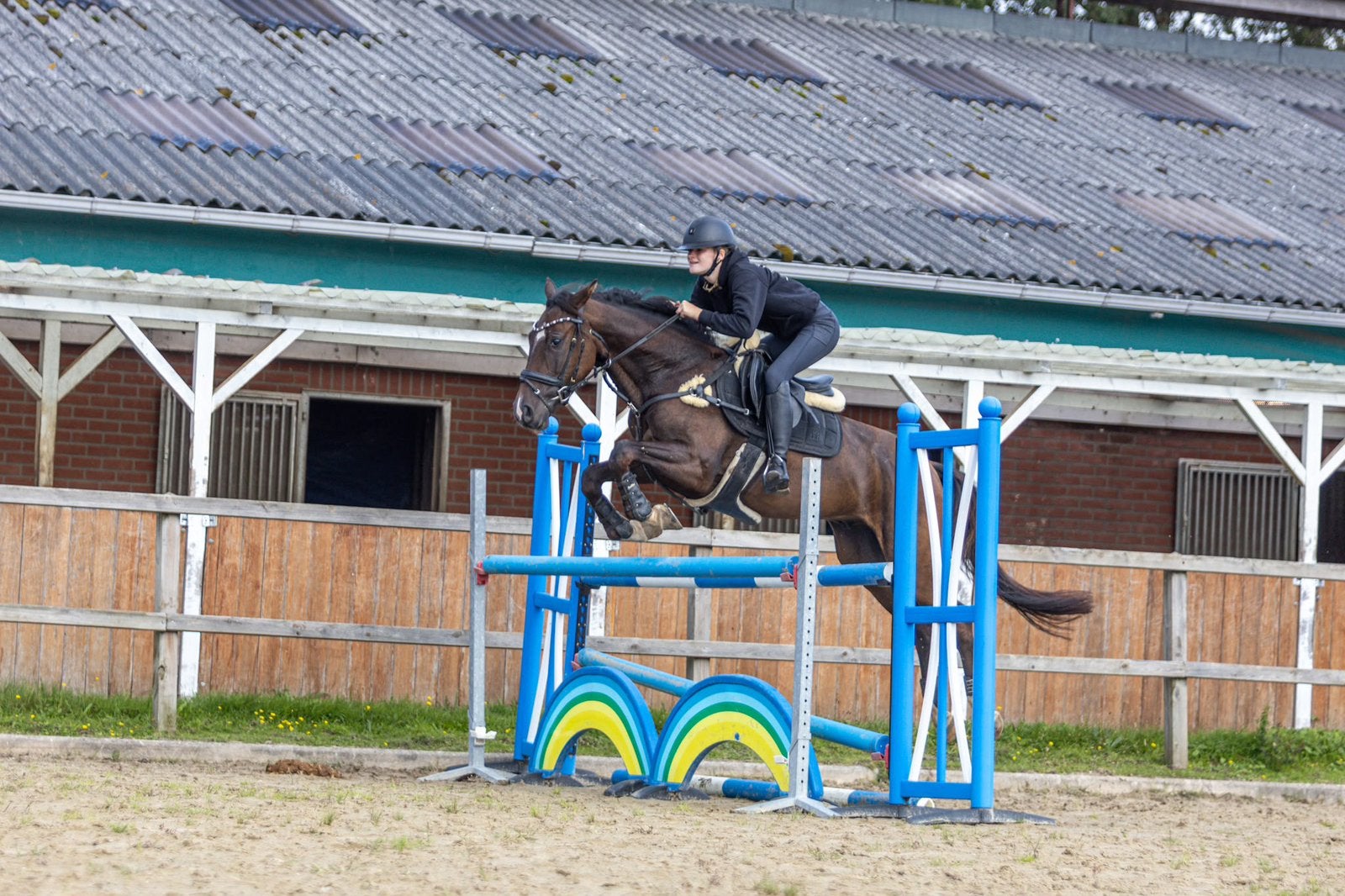 3,5 jarige spring ruin ( in ambt delden NL ), Dieren en Toebehoren, Springpaard, Met stamboom, Ruin, Zadelmak
