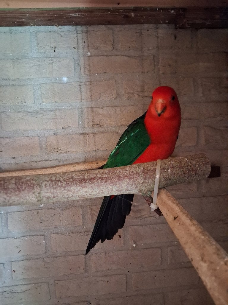 Koningsparkiet man 2017, Mâle, Perruche, Bagué