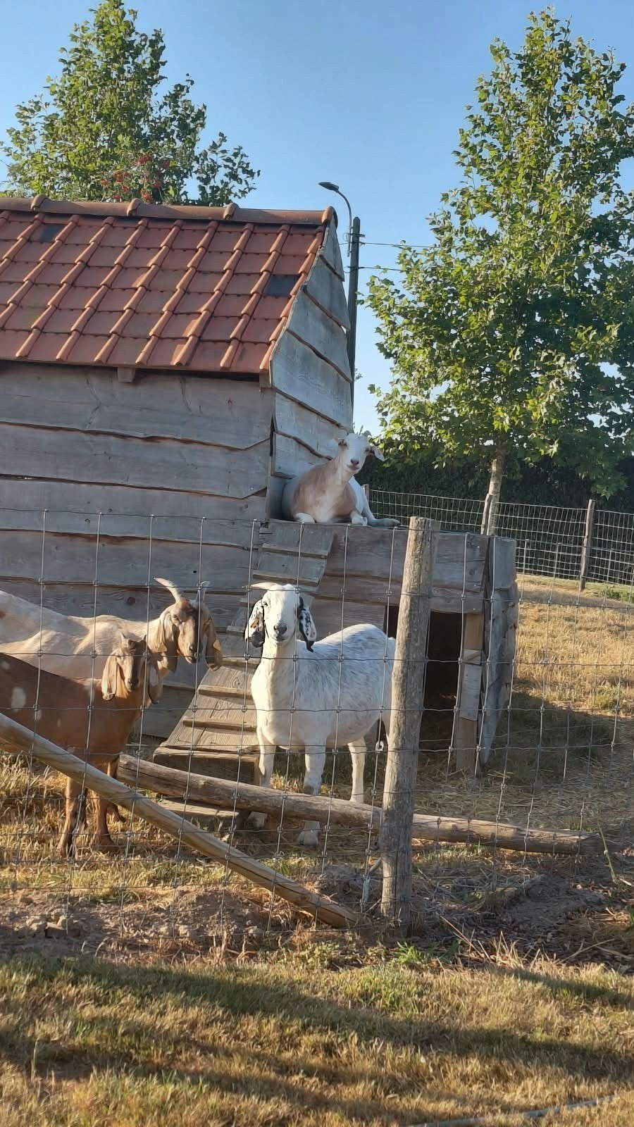 nubische geiten te koop, Dieren en Toebehoren, Vrouwelijk, Geit
