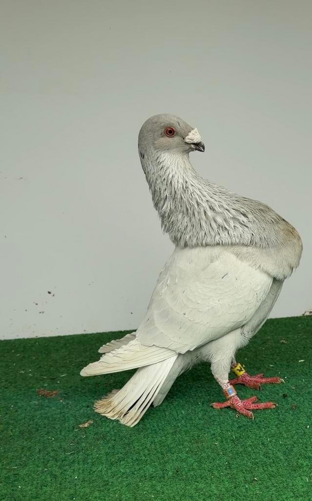 Jiennense, Meerdere dieren