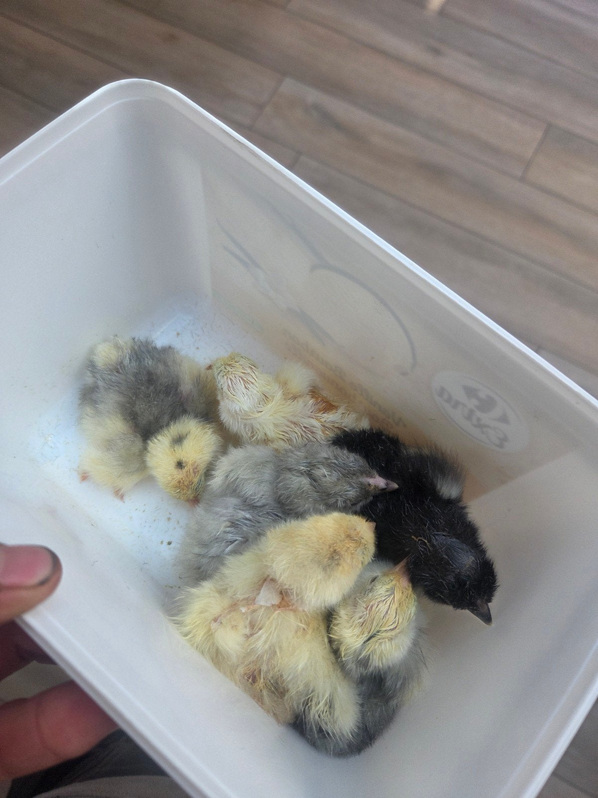 Brahma groothoender 1dags kuikens, Ophalen