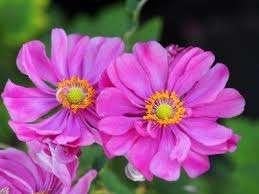 Anemone Rotkappchen, Tuin en Terras, Planten | Tuinplanten, Ophalen, Halfschaduw